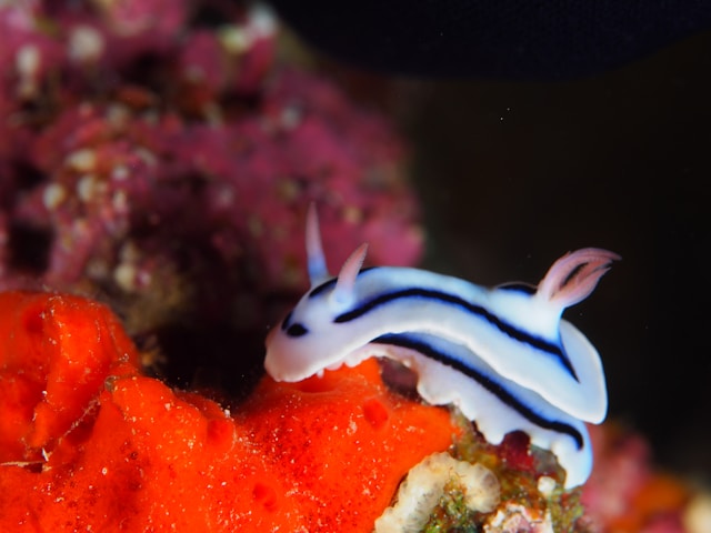 Photograph of a sea slug.